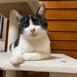 元気いっぱい♪やんちゃ娘　トマト♀