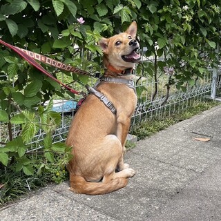 しずくちゃん、ずっとの家族を募集します！