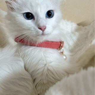 ブルーアイ♡長毛ふさふさ♡マリーちゃん