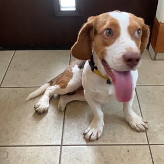 元気いっぱい！お散歩大好き！のウッディー！！