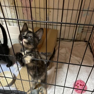 小さな子猫♡サビ柄♡生後1ヶ月