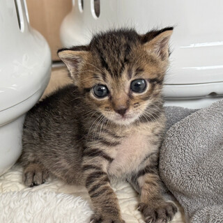 小柄できれいな顔立ちの女の子(6/15京都譲渡会)