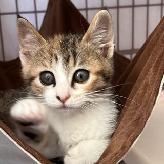 2024年4月生まれ　お転婆娘のニナちゃん