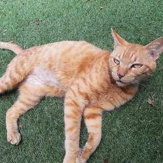 人馴れした茶トラ オス去勢済み