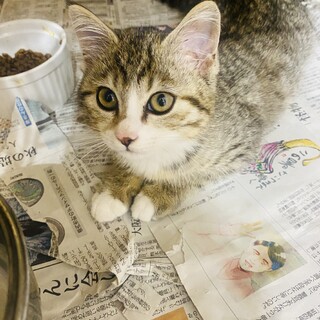 【正式譲渡】エンちゃん→縁ちゃん