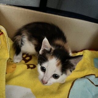 おしゃまなミケちゃんです！