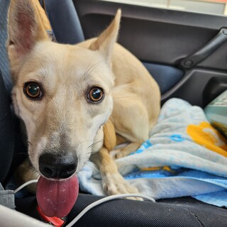 怖がりさん♀運動神経抜群な愛ちゃん１２キロ