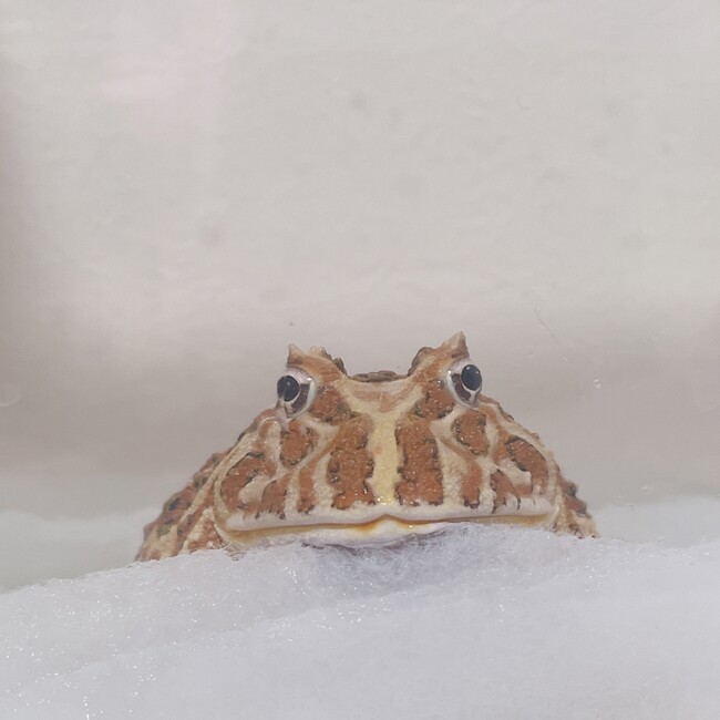 慈しみの巫女のカバー写真