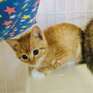 王道の茶白君ベタベタです！