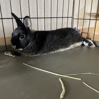 ネザーランド 男の子 交渉中