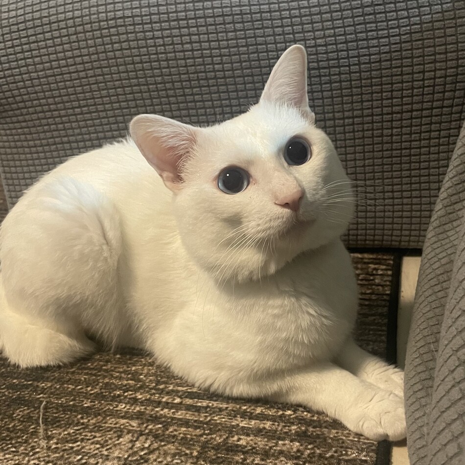 エルヴィス・プレスリーのカバー写真