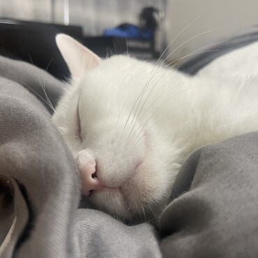 エルヴィス・プレスリーの写真