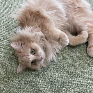 うす茶猫のかこちゃん（相模原市生活衛生課）