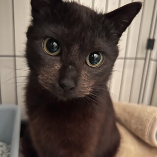 ■甘えた■くまちゃん■能登猫