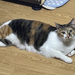 三毛猫のさくらちゃん（相模原市生活衛生課）