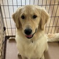ゴールデンレトリバー　女の子　9ヶ月
