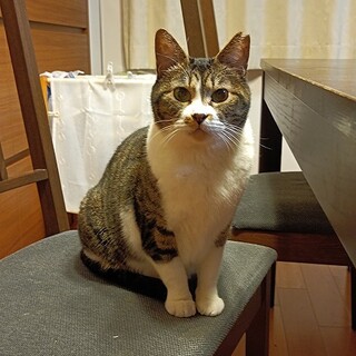 キジ白猫のぷくちゃん（相模原市生活衛生課）