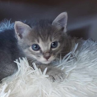 キジ白の母猫＆三毛の妹がいる、サバトラのジン君！