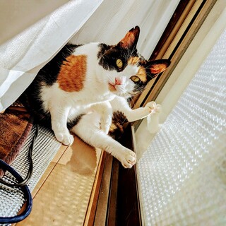 三毛猫のぶちこちゃん（相模原市生活衛生課）