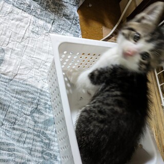 キジ白のコニーちゃん