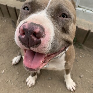 アメリカンピットブルテリア