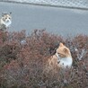 愛嬌がある猫です サムネイル4