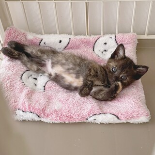 とってもキュートなサビ猫、わたつみちゃん(^^)