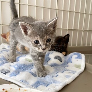 きれいなグレー猫、もずちゃん(^^)