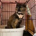 【被災地より】食いしん坊の甘えん坊　アバローニ