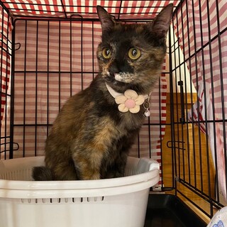 【被災地より】食いしん坊の甘えん坊　アバローニ