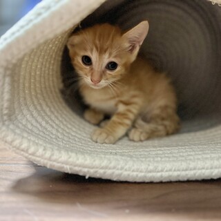 釣り船生まれの子猫♪ 小柄な茶トラ