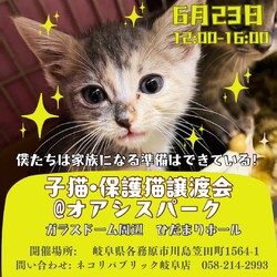 子猫・保護猫譲渡会を開催！僕たちは家族になる準備はできている！＠オアシスパーク