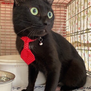 見た目とウラハラ？可愛い声で甘えるギャルソンくん