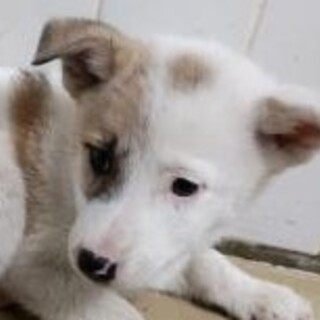 緊急！優先期間6月17日迄！　生後1.5ヶ月の子