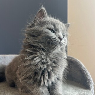 早期不妊手術チップ済 グレーロング♀ 1/2