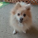 ポメラニアン　人が大好き！女の子　5歳