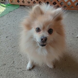 ポメラニアン　人が大好き！女の子　5歳