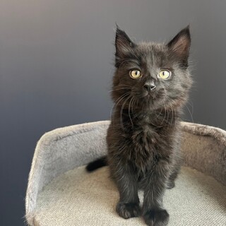 早期不妊手術チップ済 黒ロング♀ 2/2