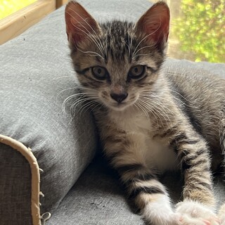 3/31生まれ小粒っ子キジソックスのオレガノくん