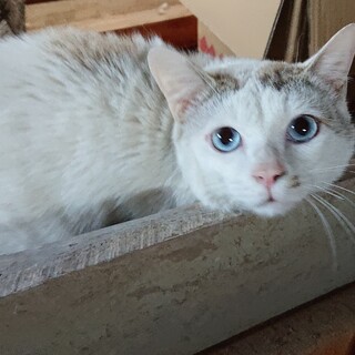 家族としてお迎えしてくださる方【募集】