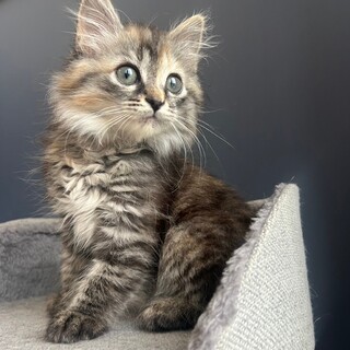 早期不妊手術チップ済 サビロング♀ 