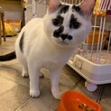 まるで歌舞伎役者みたい！ショパンくん
