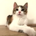 元気いっぱいキジ三毛のなでしこちゃん