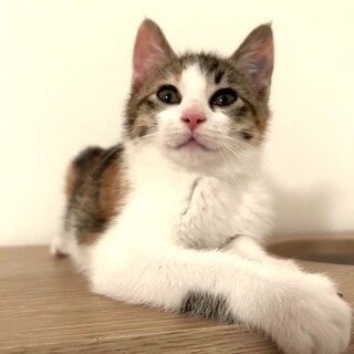 元気いっぱいキジ三毛のなでしこちゃん