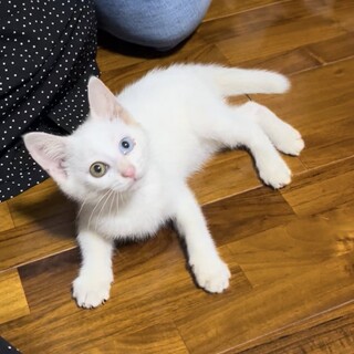 白猫 オッドアイ 人懐っこい男の子