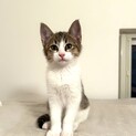可愛い兄妹猫キジトラ白のハンサムくん