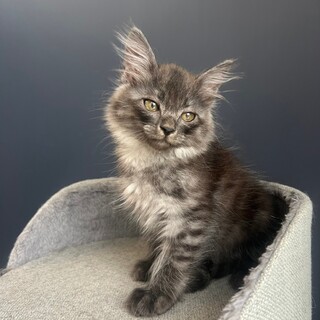 早期不妊手術チップ済 灰ロング♂