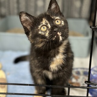 募集停止⏸️超なれなれサビ柄ナナちゃん