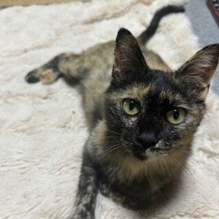 優しく寄り添う♡甘えん坊サビちゃん