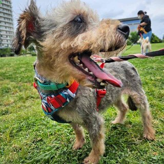 ましろ　男の子